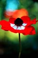 02_Anemone_23