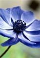02_Anemone_24
