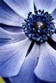 02_Anemone_25