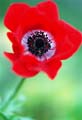 02_Anemone_3