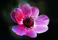 02_Anemone_4