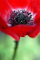 02_Anemone_5