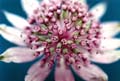 03_Astrantia