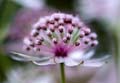 03_Astrantia_2