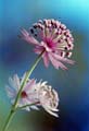 03_Astrantia_3