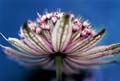 03_Astrantia_4