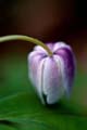 03_Sippa