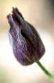 04_Backsippa