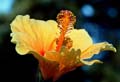 06_Hibiskus_03
