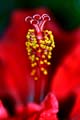 06_Hibiskus_06