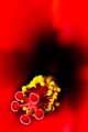 06_Hibiskus_08