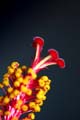 06_Hibiskus_09