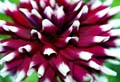 08_Dahlia