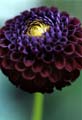 08_Dahlia_1