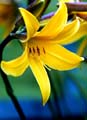 09_lilja_6