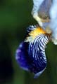 10_Iris_sibirica