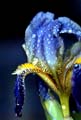 10_Iris_sibirica1