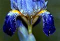10_Iris_sibirica2