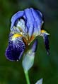 10_Iris_sibirica4