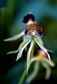 11_Encyclia