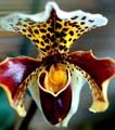 11_Paphiopedilum