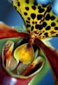 11_Paphiopedilum1