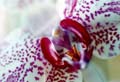 11_Phalaenopsis