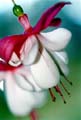 13_Fuchsia