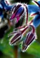 13_Gurkort