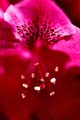 13_Rhododendron