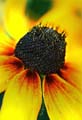 13_Rudbeckia