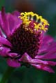 13_Zinnia_2