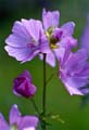 13_malva