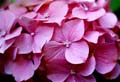 14_Hortensia