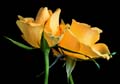 14_Rosor