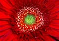 14_gerbera_1
