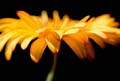 14_gerbera_2