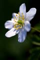 15_vittsippa_9