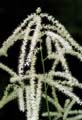 16_Aruncus
