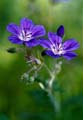 16_Midsommarb