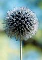 16_bolltistel