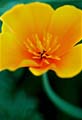 17_Eschscholzia
