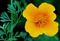 17_Eschscholzia1