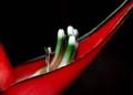 17_Heliconia