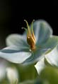 17_Helleborus