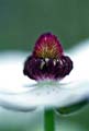 17_Ranunculus