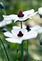 17_Ranunculus1
