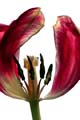 18_tulpan_2