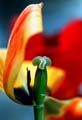 18_tulpan_3