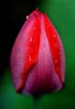18_tulpan_4